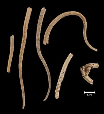 Media type: image;   Invertebrate Zoology OPH-144 Description: Top down view of single ophiuroid specimen with a scale bar.;  Aspect: dorsal